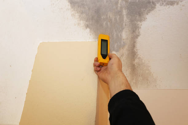 Best Real Estate Mold Inspection  in North Charleston, SC