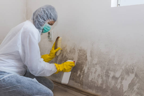 Best Mold Damage Restoration  in North Charleston, SC