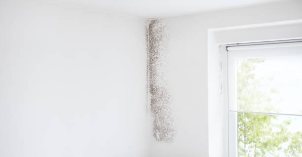 Mold Remediation for Vacation Homes in North Charleston, SC