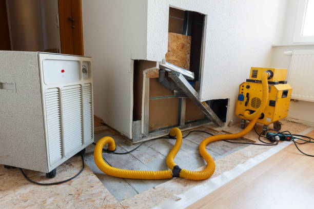 Best Basement Mold Removal  in North Charleston, SC