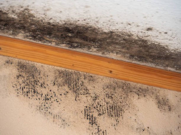 North Charleston, SC Mold Removal Company