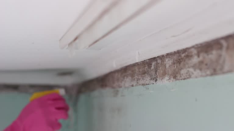 Best Commercial Mold Inspection  in North Charleston, SC